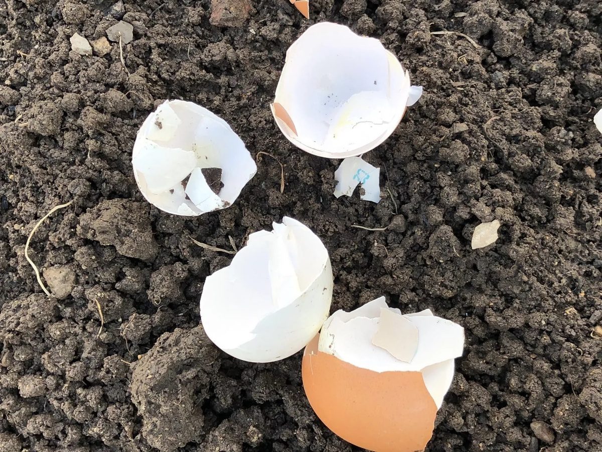 Експерти порадили, як правильно використовувати яєчну шкаралупу з користю для свого городу