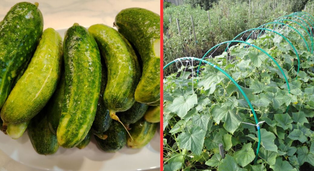 Вже 10 років вирощую цей сорт огірків: урожайність по 15 кг з “квадрата” 