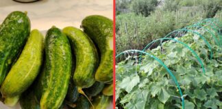 Який сорт огірків найкраще підійде для городу