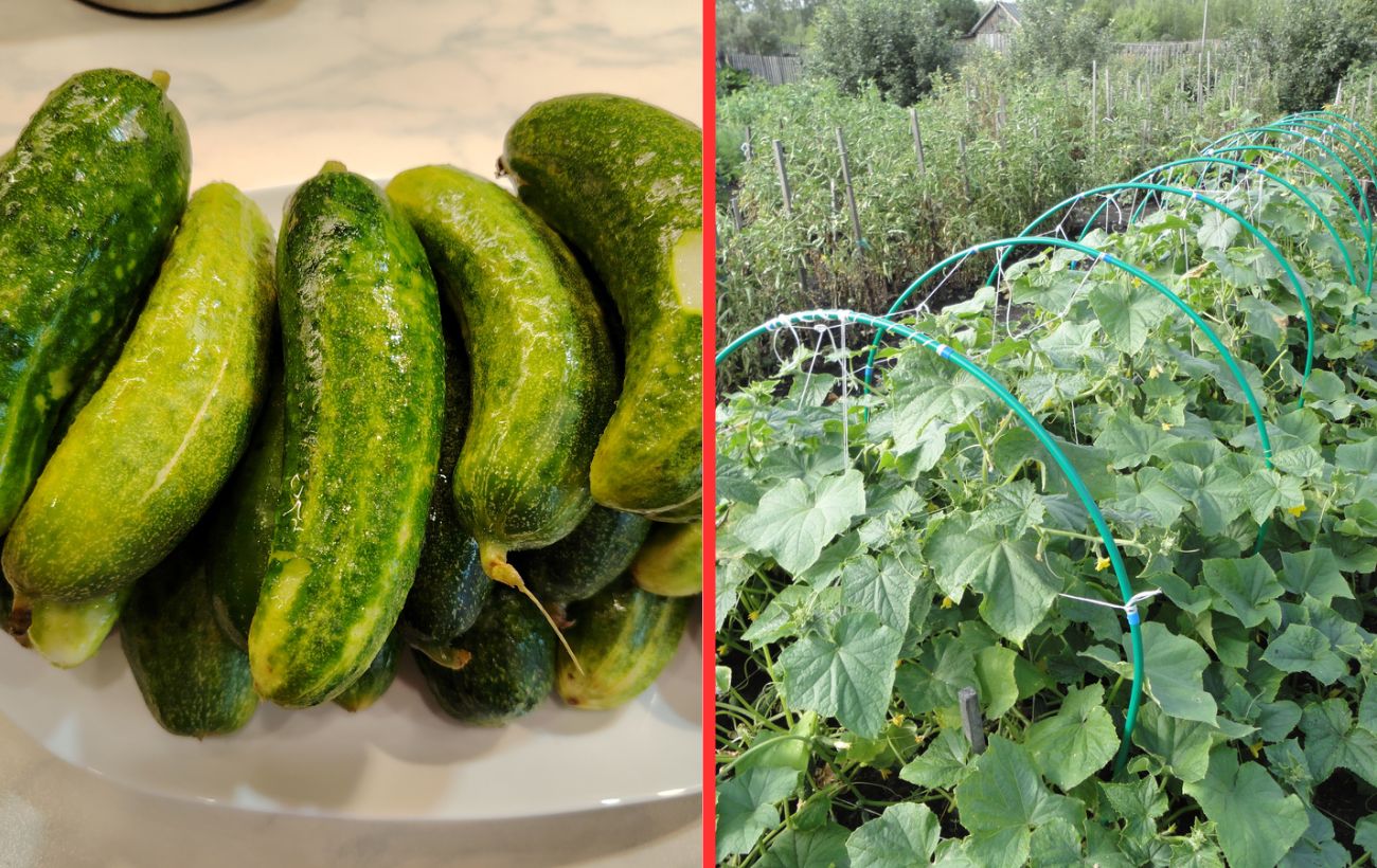 Який сорт огірків найкраще підійде для городу