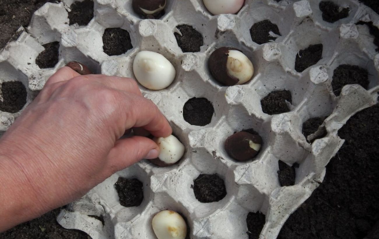 Експерти розповіли, як використовувати яєчні лотки з користю в побуті, аби не викидати