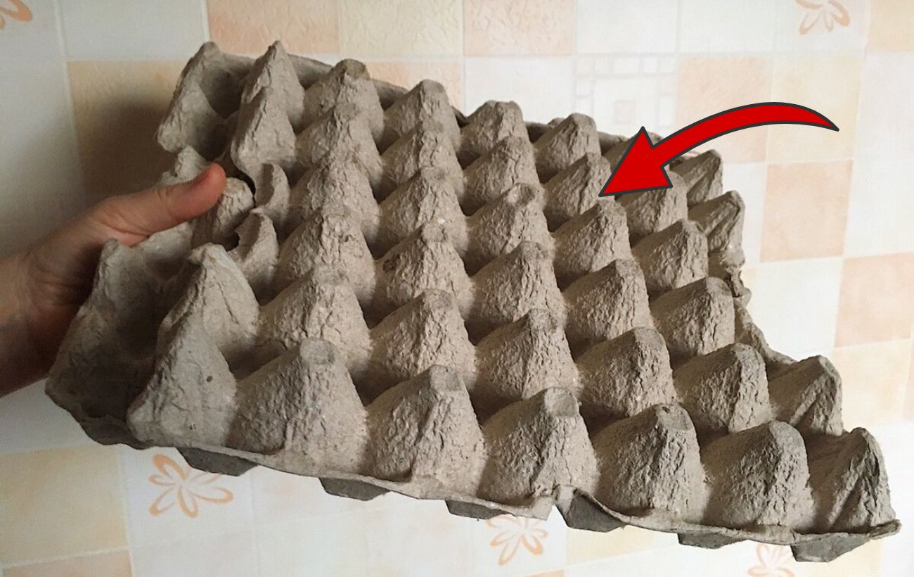 Як використовувати пусті лотки від курячих яєць