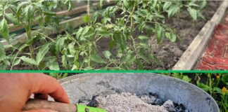 Чим удобрювати ділянку для високої врожайності