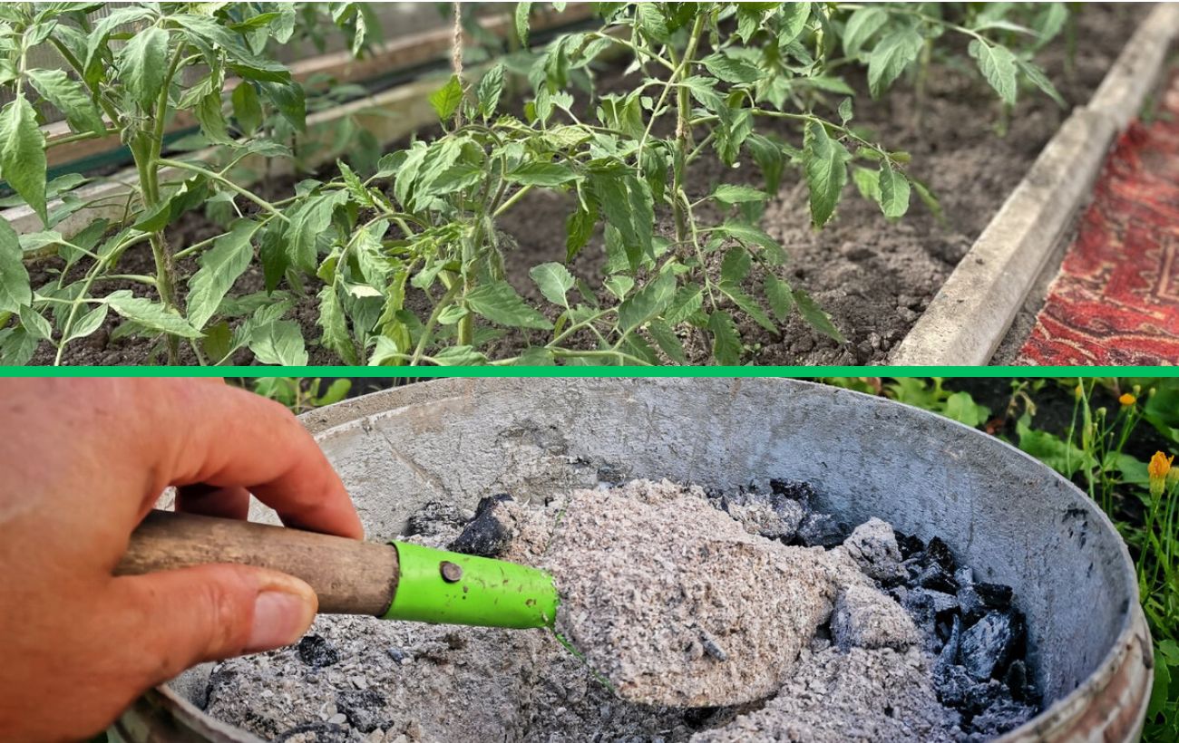 Чим удобрювати ділянку для високої врожайності