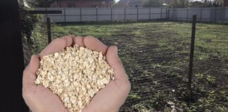 Городники розповіли, якою крупою відновити родючість ґрунту 