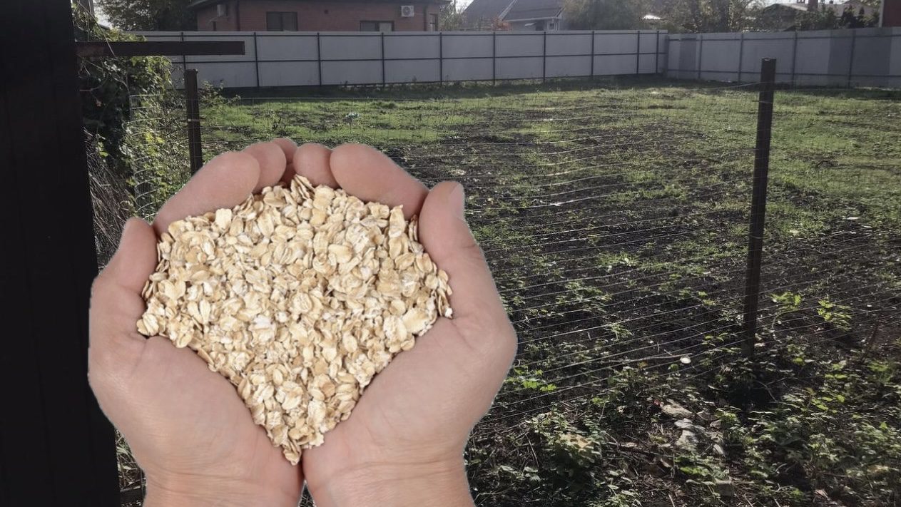 Городники розповіли, якою крупою відновити родючість ґрунту 