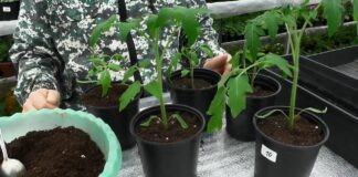 Садівники розповіли, чим підживити розсаду перців й томатів