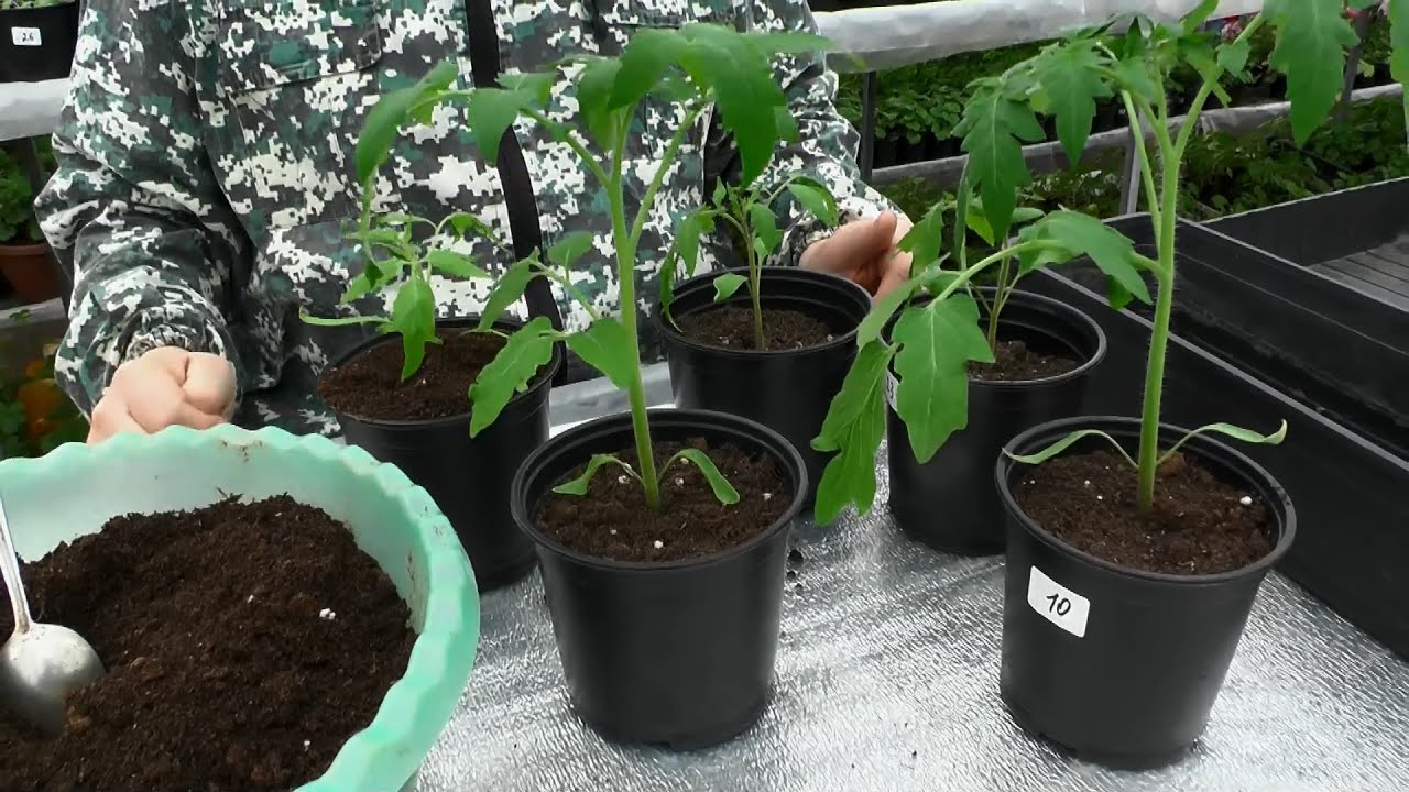 Городники порадили спосіб, як сіяти томати на розсаду, аби рослина потім не витягувалась