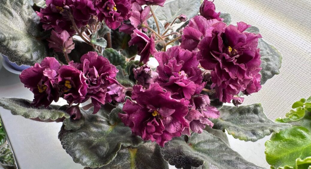 Мої фіалки не гниють і не в’януть: роками роблю 1 правило догляду, про яке мало хто знає 