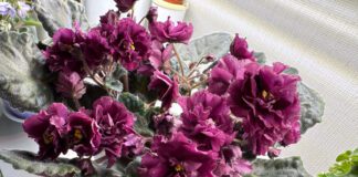 Садівники пояснили, як підтримати цвітіння фіалок роками 