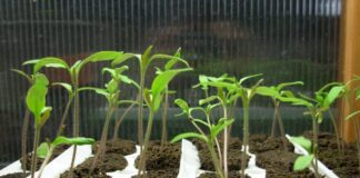 Городники розповіли, як виростити міцну і здорову розсаду помідорів 