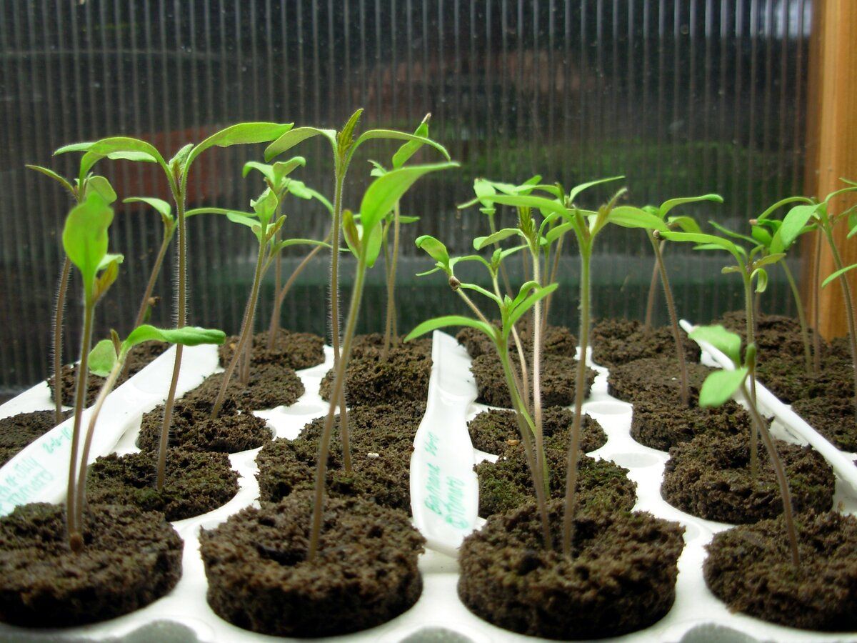 Садівники та городники розповіли, яким домашнім добривом підживити розсаду для міцності