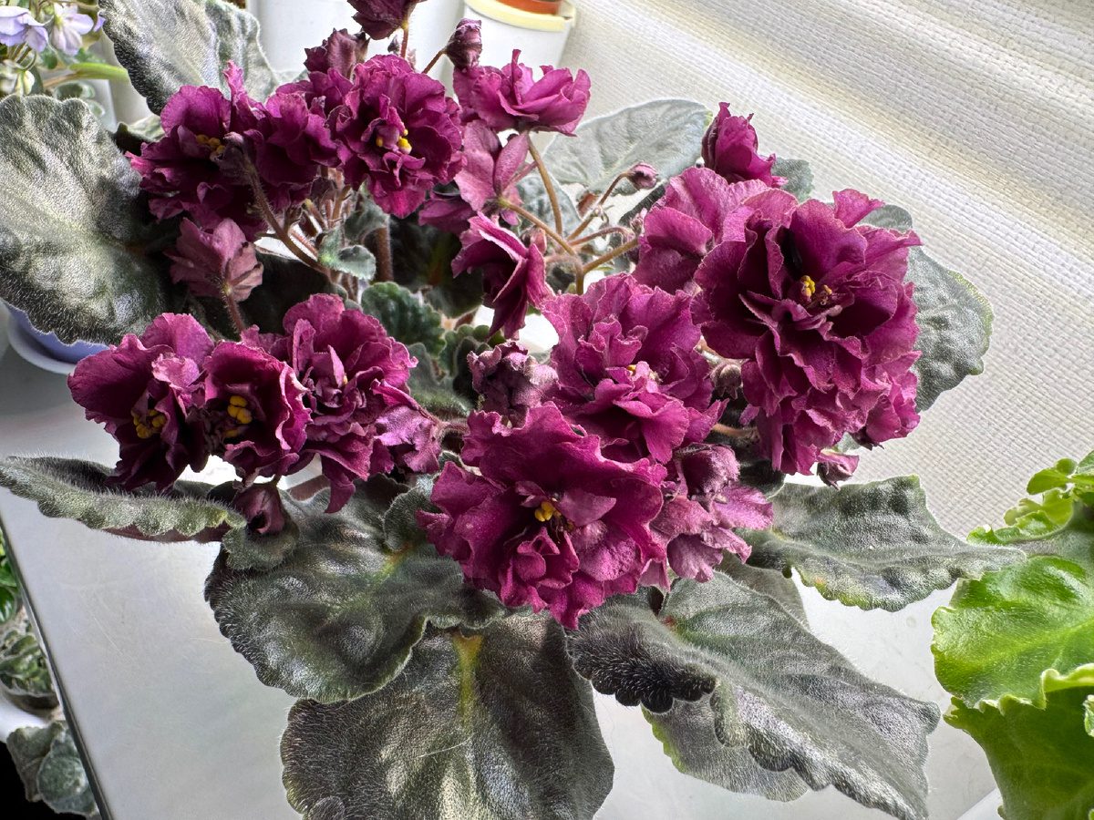 Садівники розповіли, яке добриво приготувати для фіалки для тривалого та рясного цвітіння – порада