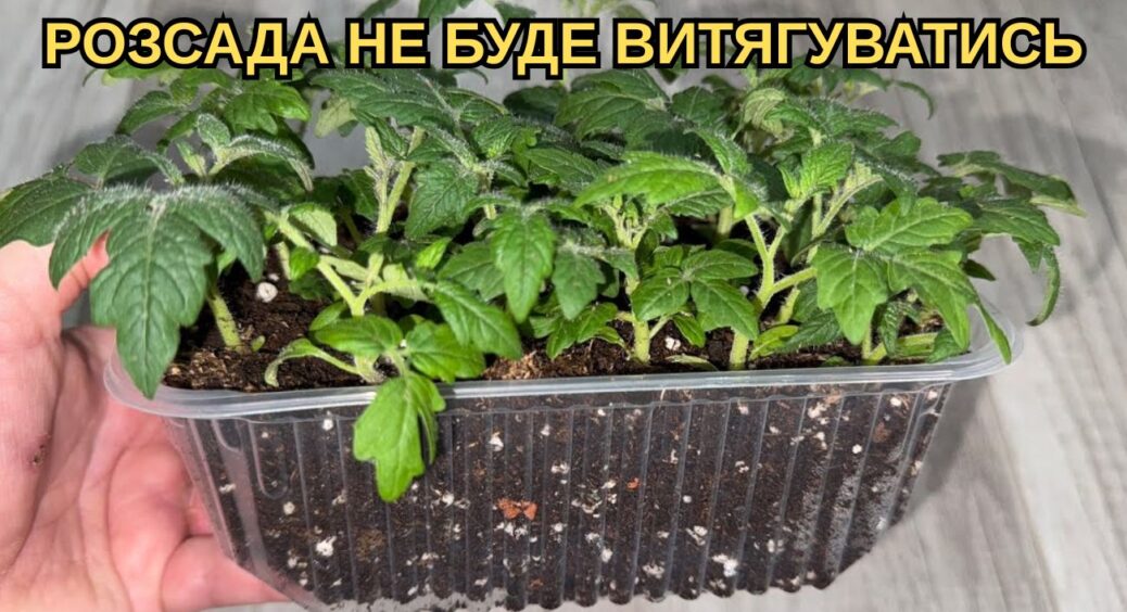 Сіяла помідори щороку однаково – поки не виправила 1 помилку: тепер розсада “кремезна” 