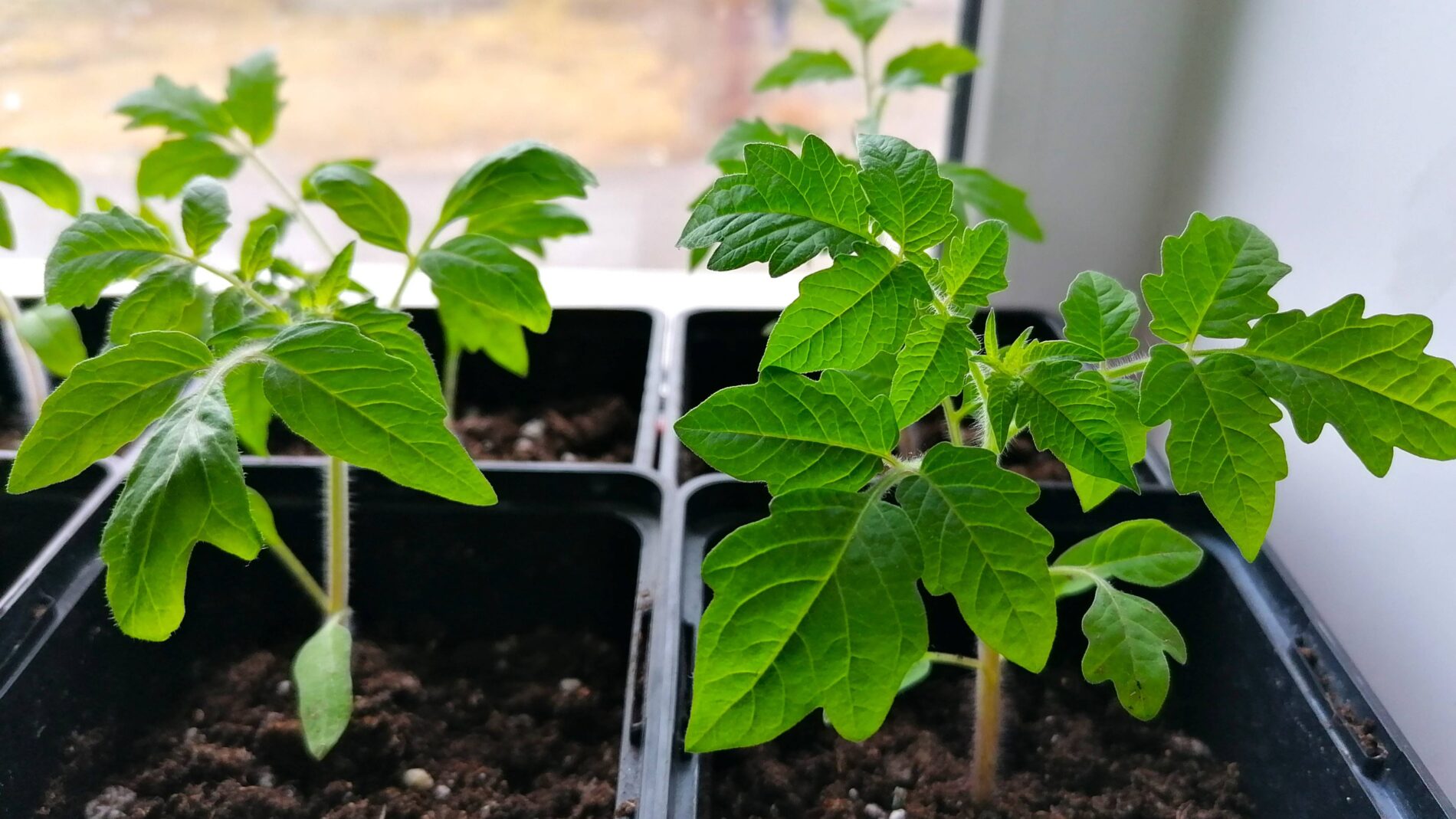 Городники розповіли, чим обробити розсаду від шкідників