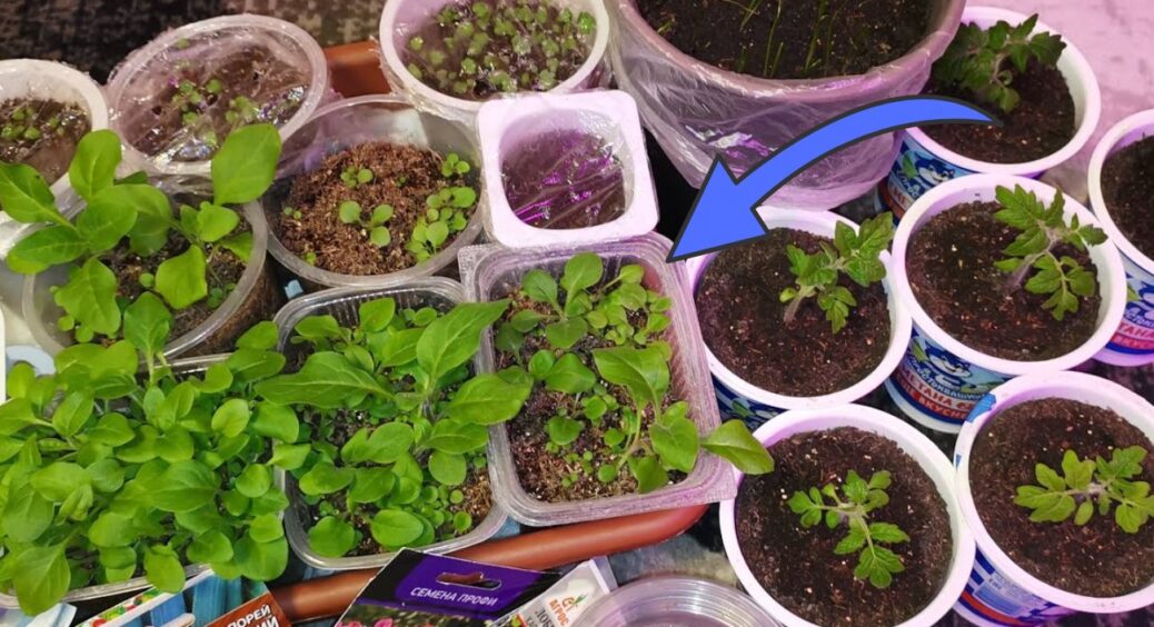 Розсада перестала витягуватись за 3 дні: допоміг 1 безкоштовний засіб 