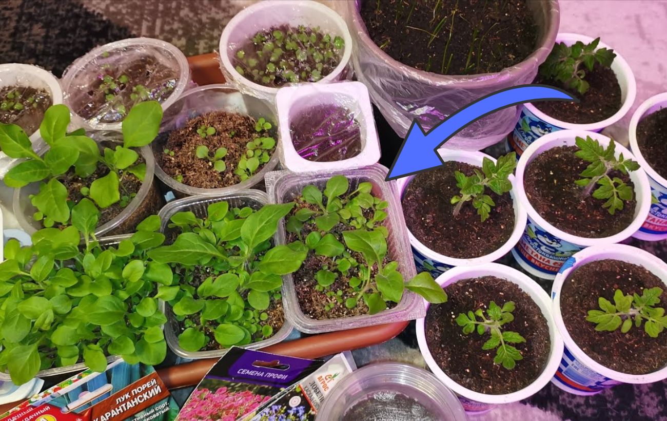 Як зупинити витягування розсади