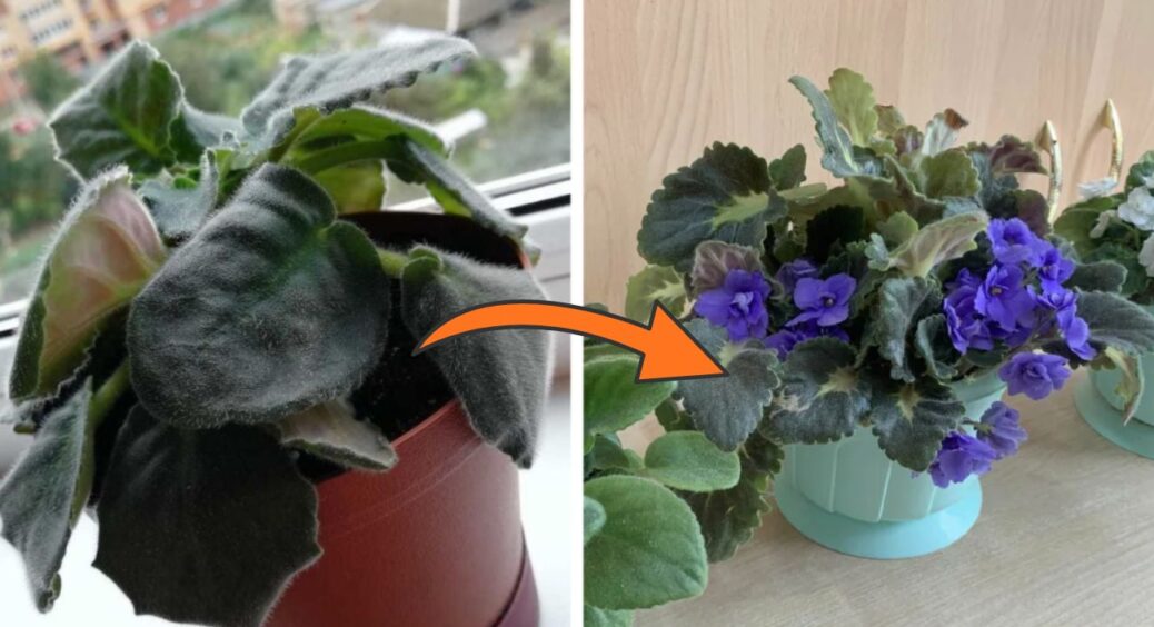 1 г на 100 мл – і фіалки знову обростають бутонами: навіть у -20 прокидаються з цим магічним підживленням 