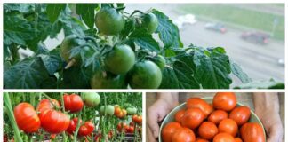 Найкращі сорти помідорів для теплиці