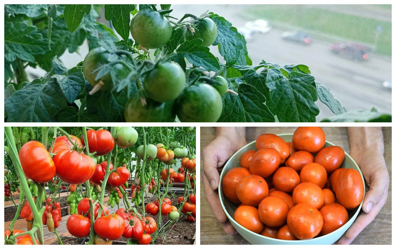 Найкращі сорти помідорів для теплиці