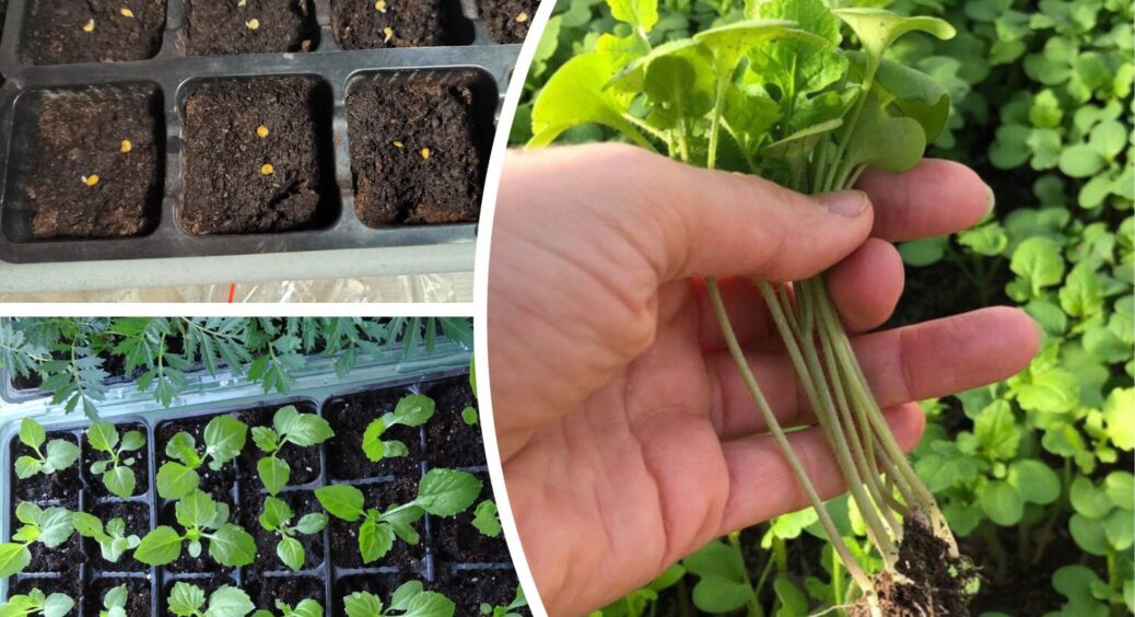 Замочую насіння в цьому на 20 хвилин – і сходи з’являються на тиждень раніше: врожайність – до небес 