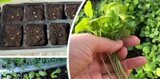 В чому замочувати насіння для швидкого проростання