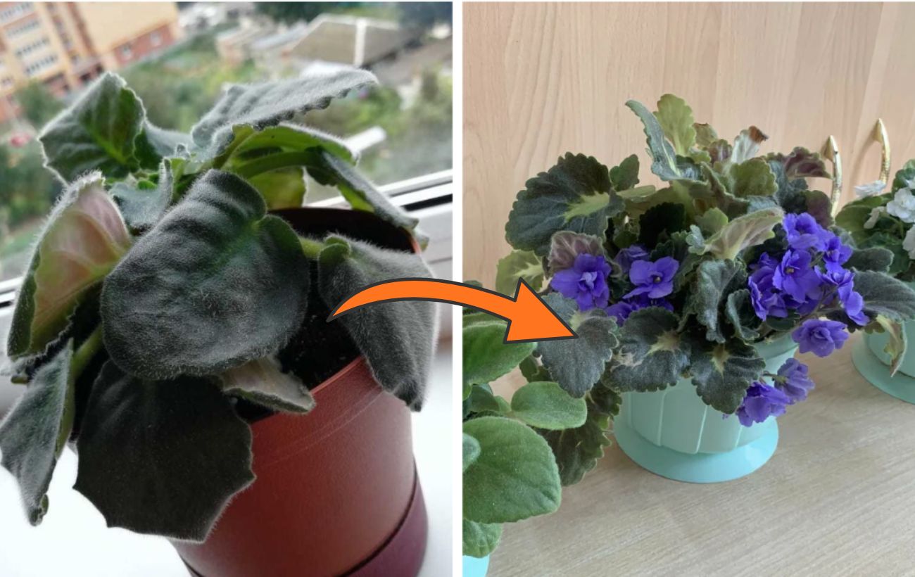 Як покращити цвітіння фіалки простим добривом