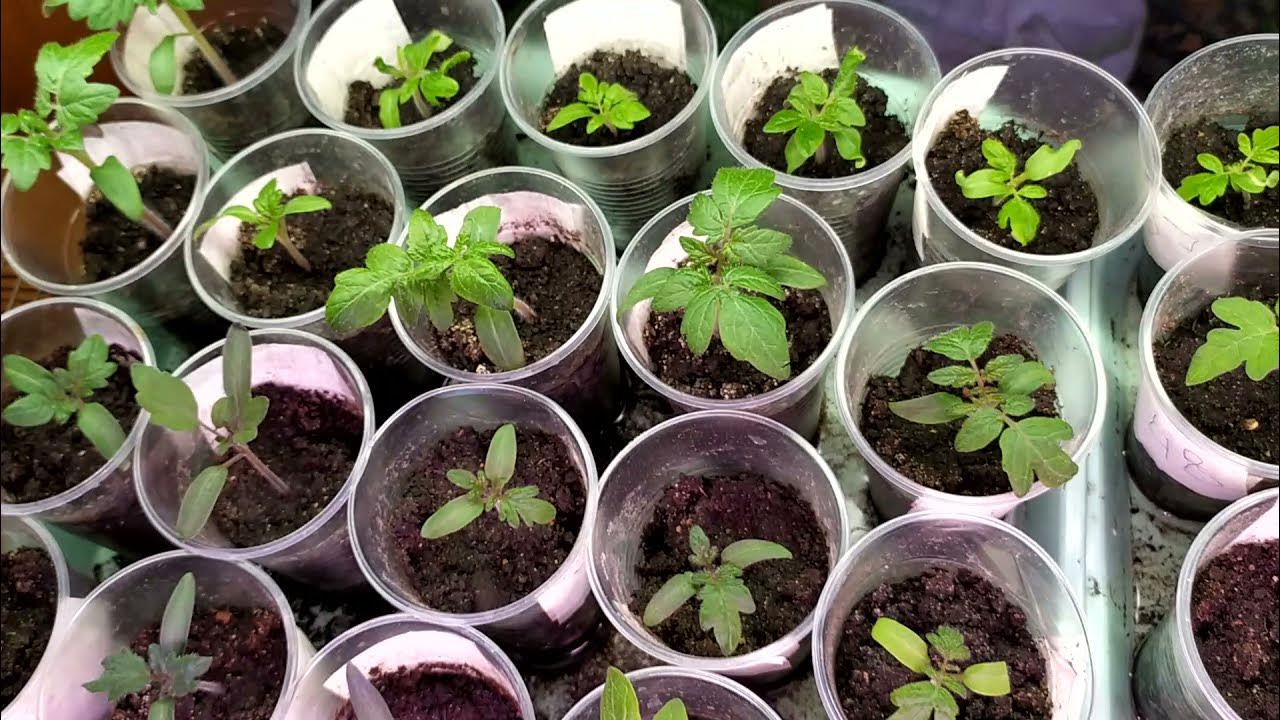 Експерти розповіли, як не дати молодій розсаді витягуватись під час зими правильним добривом