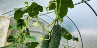 Городники пояснили, як правильно поливати огірки в теплиці 