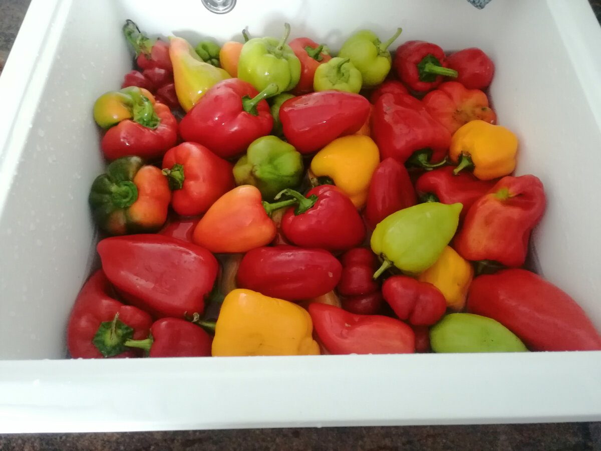 Городники розповіли, які кращі сорти болгарського перцю посадити на своїй ділянці – поради