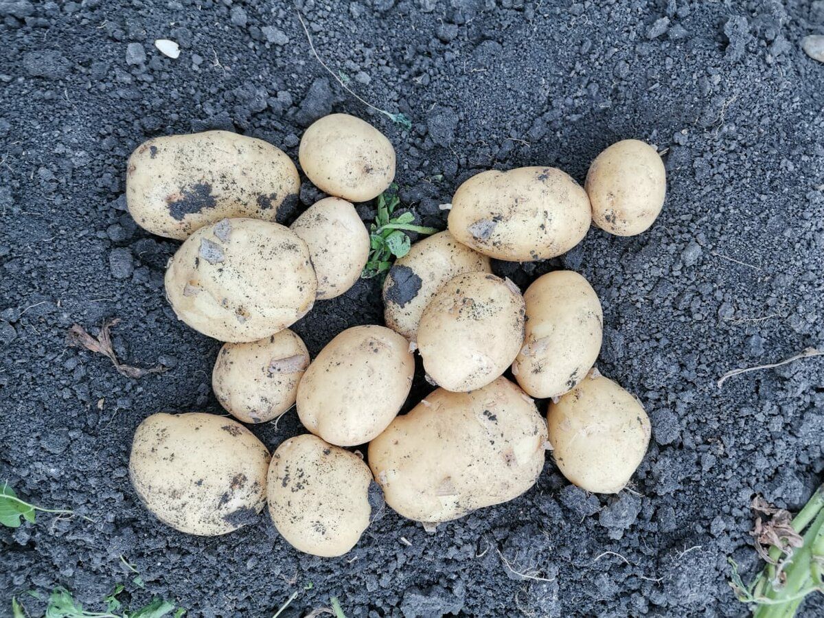 Експерти розповіли, як визначити вміст нітратів у картоплі за допомогою тесту з ножем