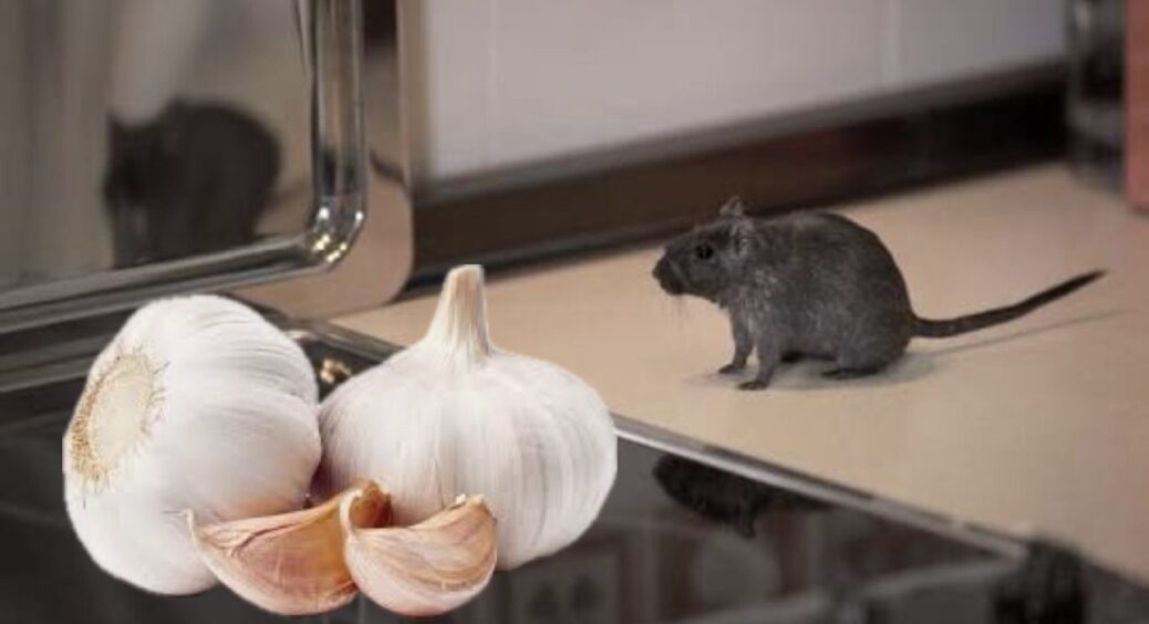 Допоможе звичайний часничок: миші повилітають як ошпарені! Трюк на всю зиму без отрути та пасток 