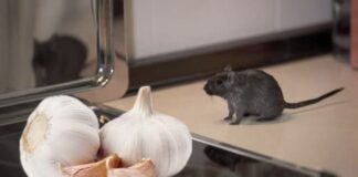 Господині розповіли, як часник допоможе позбутися гризунів у оселі 