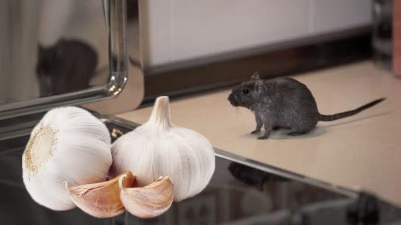 Господині розповіли, як часник допоможе позбутися гризунів у оселі 