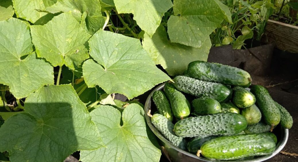 Кум в селі укриває ранні огірки старим чохлом від “Жигуля”: наглядно бачу – температура під ним +5 градусів 