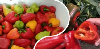 Городники пояснили, як правильно висаджувати перець 