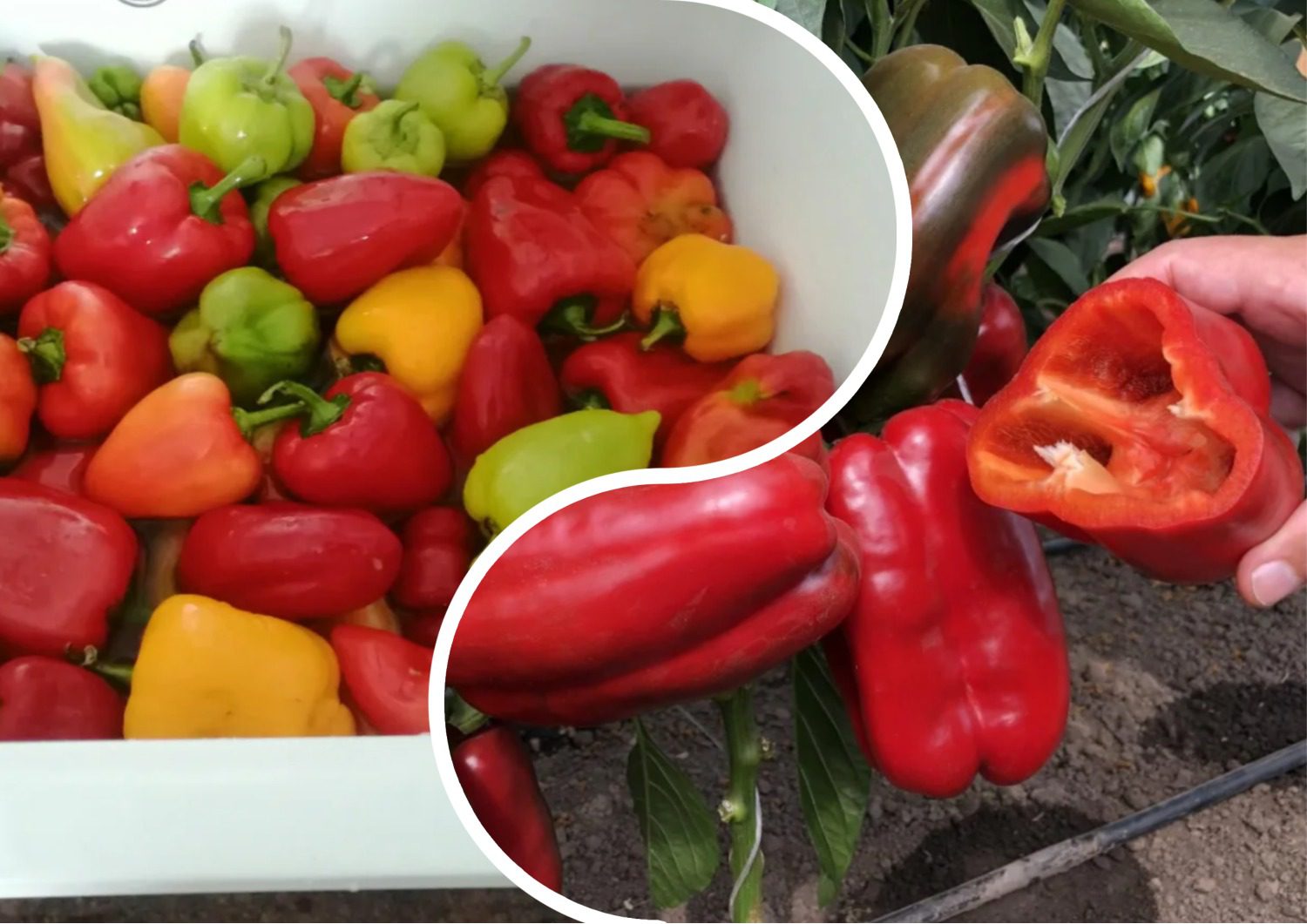 Які сорти перцю найкраще посадити на грядці