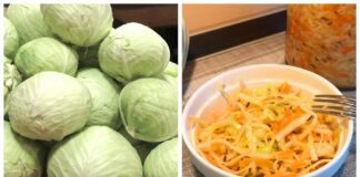 Які сорти капусти підходять для квашення