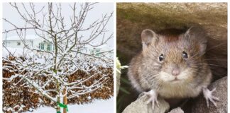 Як захистити дерева в саду від гризунів