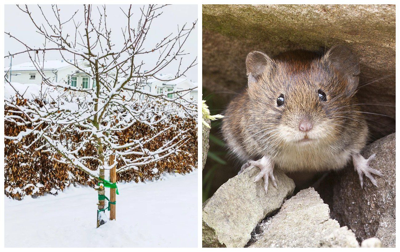 Як захистити дерева в саду від гризунів