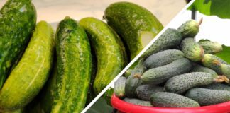 Городники назвали пʼять кращих сортів огірків з міцним імунітетом 