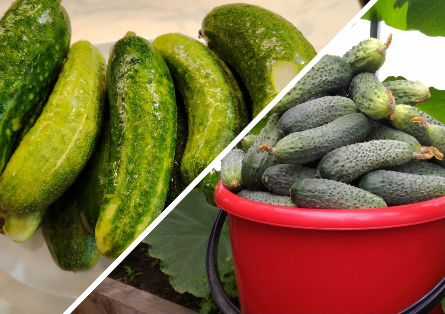 Які гібриди огірків найкраще посадити на ділянці