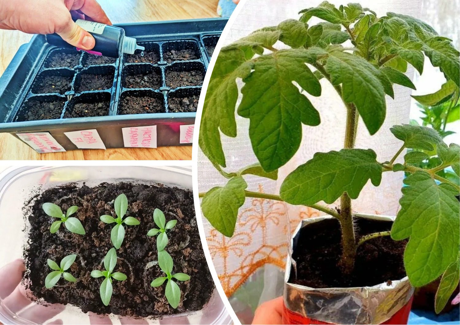 Як не дати розсаді витягнутись під час вирощування