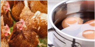 Птахівники розповіли, якою водою потрібно поїти курей взимку