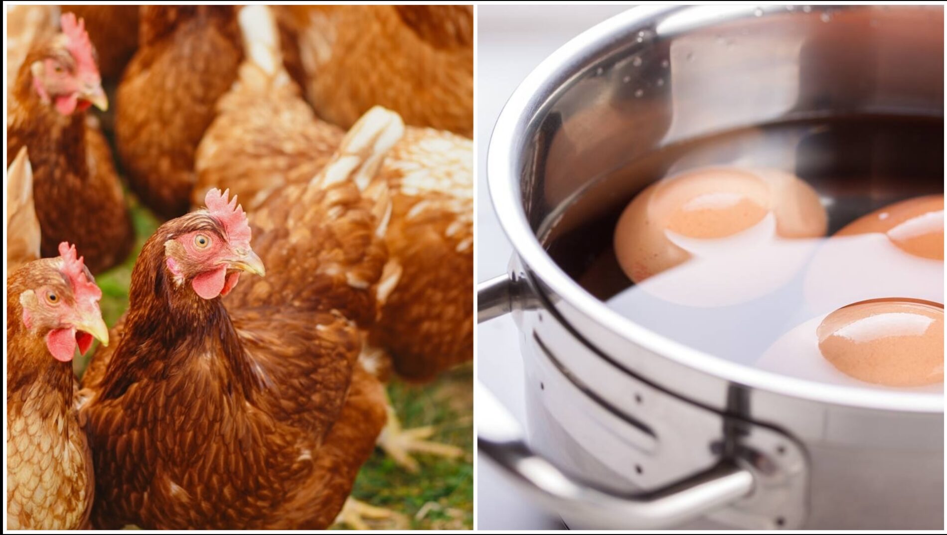 Птахівники розповіли, якою водою потрібно поїти курей взимку