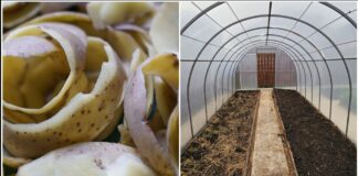 Городники розповіли, як використати картопляні очистки в теплиці