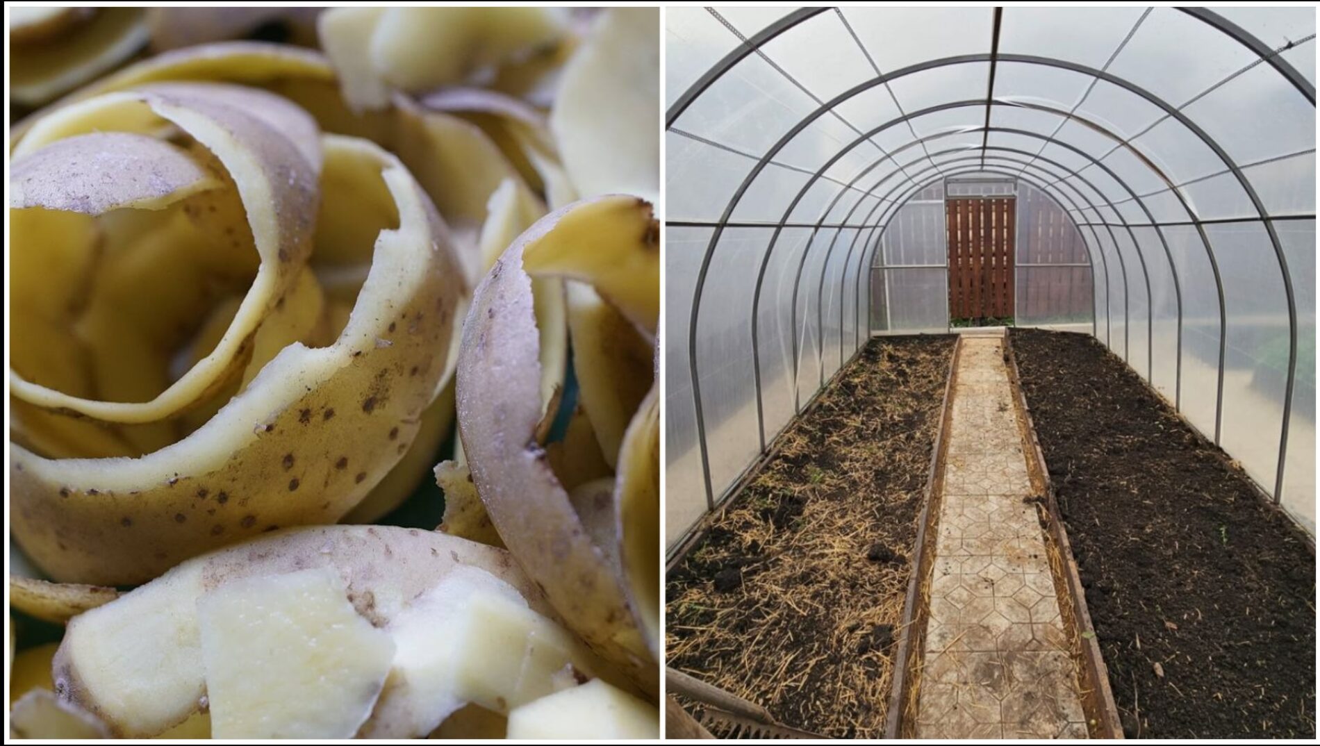 Городники розповіли, як використати картопляні очистки в теплиці