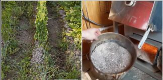 Господині розповіли, як використати з користю попіл із печі