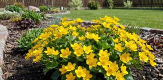 Садівники поділилися назвою багаторічника, який зацвітає раніше за інші