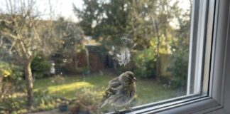 Експерти розповіли, чому пташки бʼються у вікна
